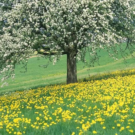 Rural In Well With Garden